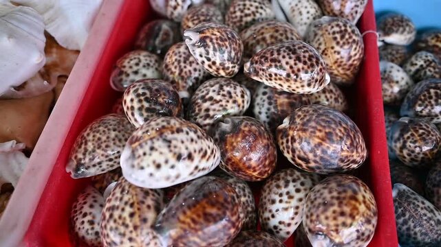 SEA SHELL