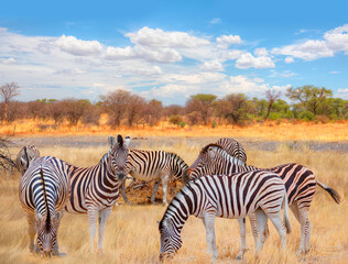 Obraz premium A group of zebras standing among the yellow grass in Etosha National Park in Namibia, in the African savannah, during a safari - Etosha National Park, Namibia