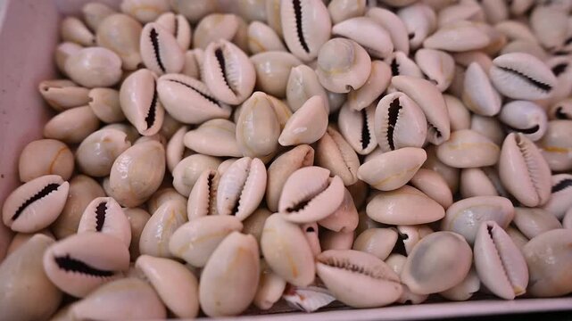 SEA SHELL