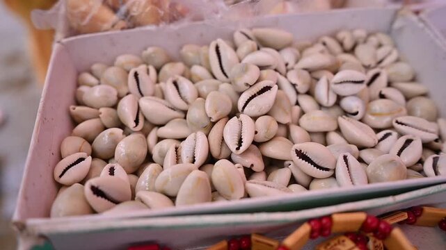 SEA SHELL