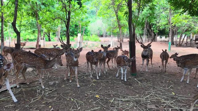 A herd of spotted deer feeding peacefully in a natural forest park, surrounded by lush green trees in a tranquil wildlife environment.