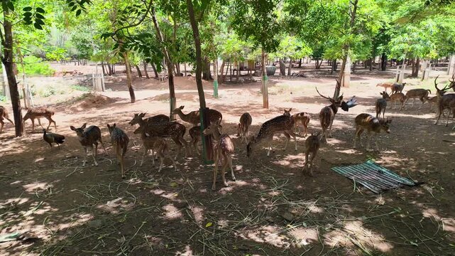 A herd of spotted deer feeding peacefully in a natural forest park, surrounded by lush green trees in a tranquil wildlife environment.