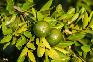 Fresh green orange hang from a tree branch © Ramadhan