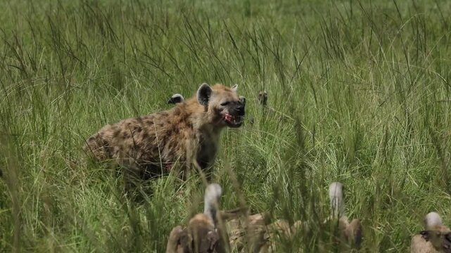 Spotted Hyena Feeding on a Gazelle Kill in Mara North Conservancy, Maasai Mara, Kenya African Wildlife Safari