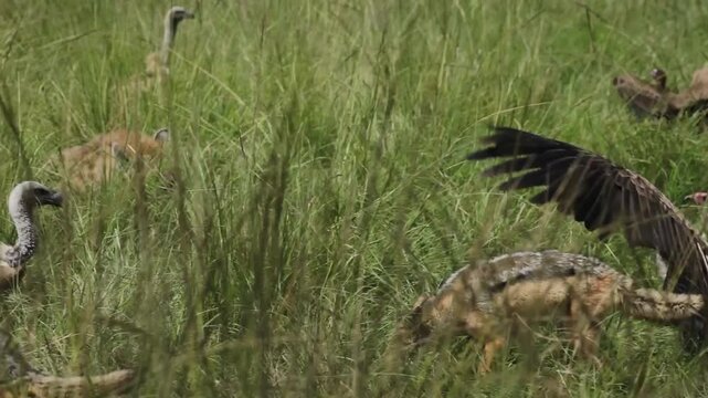 Jackal Chasing Vultures from a Gazelle Kill in Mara North Conservancy, Maasai Mara, Kenya African Wildlife Safari