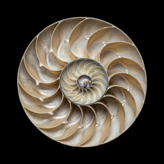 Nautilus shell cross section displays intricate internal spiral chambers showcasing natural mathematical geometry for educational scientific purposes related to marine biology research and ocean