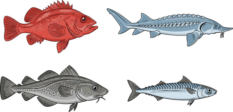 Fish Collection Vector Set Featuring Red, Sturgeon, Cod, and Salmon Species for Nature, Wildlife, and Oceanic Designs