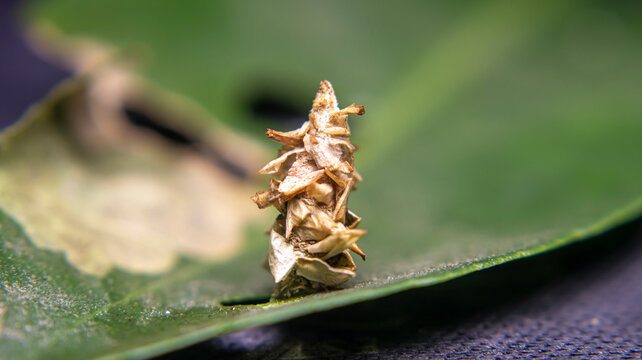 Perched on the surface of a citrus leaf, a bagworm (Pteroma pendula) carries its portable silken case while remaining concealed, highlighting an important insect pest found in tropical plantation