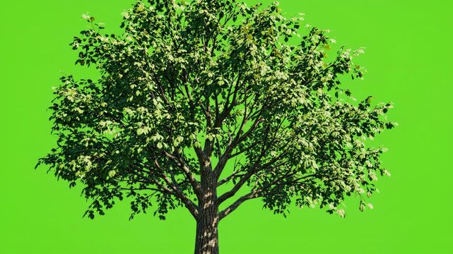 Realistic green tree with lush foliage swaying gently in the wind against a bright green screen background for chroma key compositing