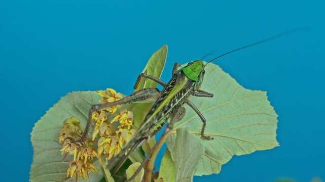 Detailed macro footage of long wings female Great Wart-biter cricket climbing on vivid yellow flowers of Tilia, isolated on vibrant sky blue background. Big grasshopper sits in bright green foliage