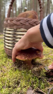 Collecting mushrooms in the forest with a basket and knife in early autumn