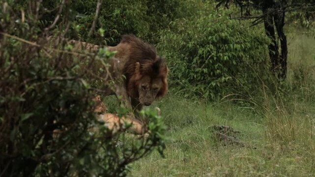 Male Lion Displaying Flehmen Response Near a Lioness in Mara North Conservancy, Maasai Mara, Kenya African Wildlife Safari