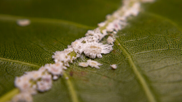 Protected by a white waxy coating, Paracoccus marginatus infests the underside of a jackfruit leaf while feeding on plant sap, gradually weakening foliage and increasing the risk of agricultural losse