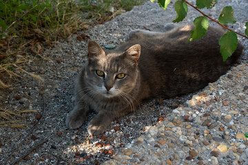 Stray cat resting in the shade  © Lyubka Grigorova