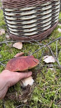 Collecting mushrooms in the forest during autumn while using a basket to gather them