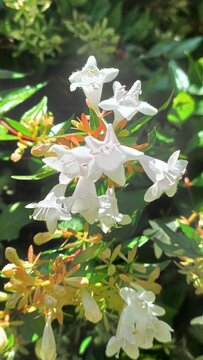 white small cluster Glossy Abelia flowers closeup in the garden in South Africa