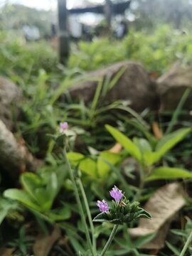Close up of purple Elephantopus scaber flower blooming in the wild nature background