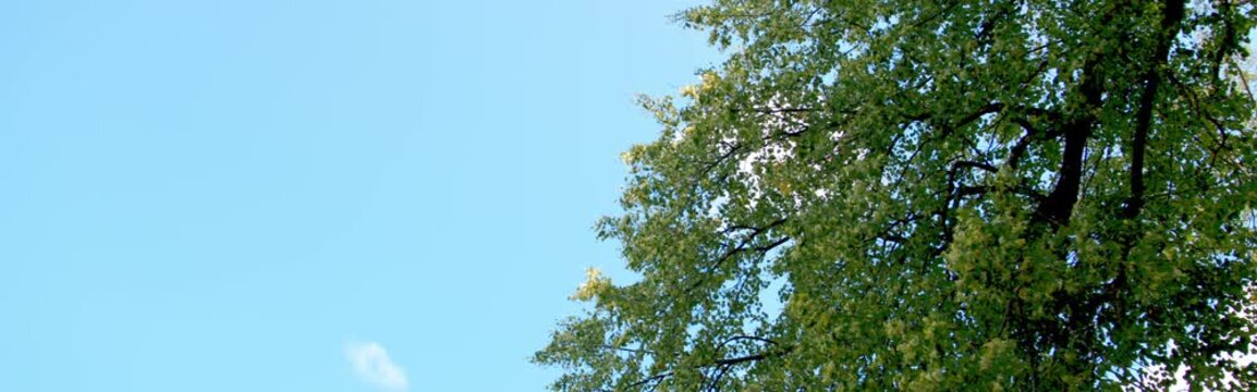 Static anamorphic shot of a majestic oak tree canopy against a blue sky, lake shore.