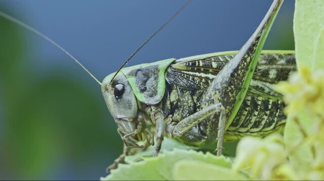 Extreme close-up of large grey bush-cricket (Decticus verrucivorus) sitting on green linden leaves against backdrop green and blue. Big grasshopper amount bright green foliage