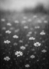 Obraz premium Serene monochrome daisy field wallpaper.