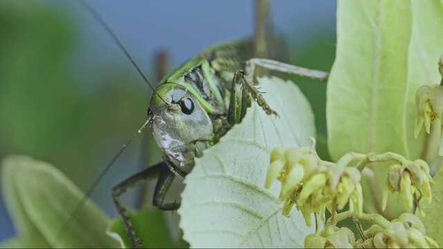 Large Tettigoniidae insect showcasing vivid green and gray patterns walking along blooming linden against backdrop green and blue. Frontal portrait of big grasshopper amount bright green foliage