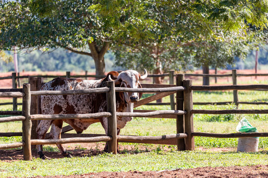 Brahman cattle breed standing in a wooden fenced enclosure on a sunny day in Brazil