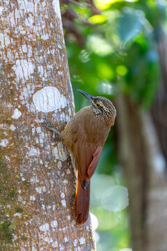 Bird Dendrocolaptes platyrostris (Plain-brown Woodcreeper), Buraco das Araras Jardim, Brazil