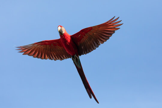Red and green macaw bird flying in blue sky jungle environment South America