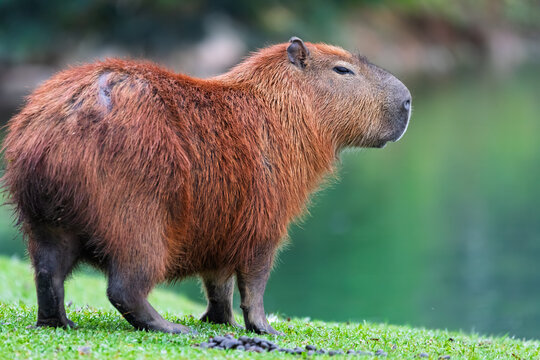 Mammal Capybara (Hydrochoerus hydrochaeris), Curitiba, Brazil