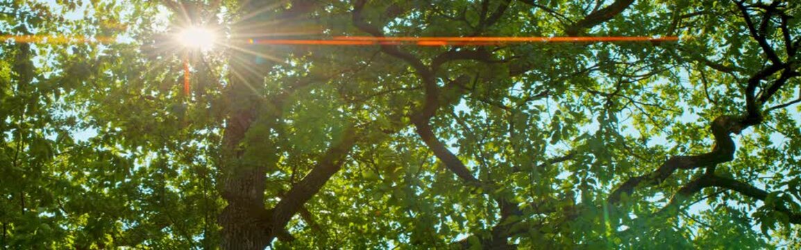 Cinematic widescreen shot of sunburst through an old oak tree by the peaceful lake.