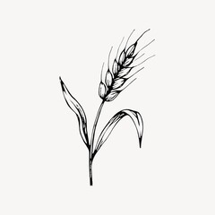 Obraz premium Elegant wheat sketch illustration.