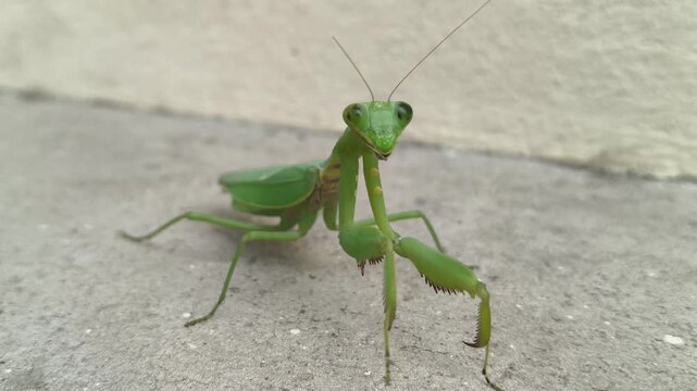 A close-up video of a praying mantis walking slowly and turning to look at the camera.
