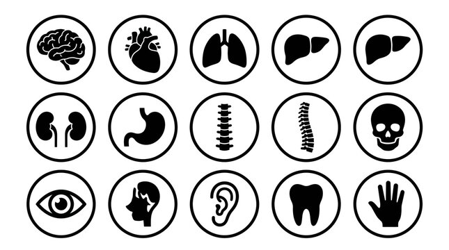 Human Organ and Body Part Icons Set for Medical and Healthcare Concepts.