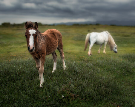 horse and foal