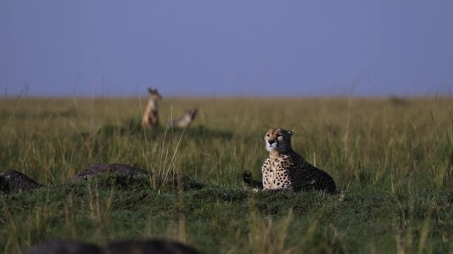 Cheetah Watched by Two Jackals on the Savannah of Mara North Conservancy, Masai Mara, Kenya African Wildlife Safari