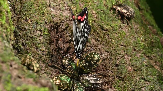 樹液を吸うアカボシゴマダラ
