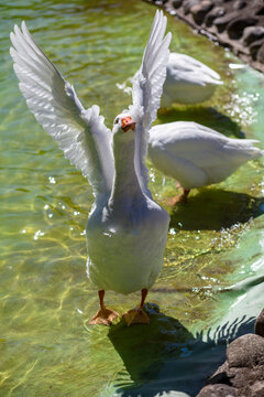Une oie bat des ailes