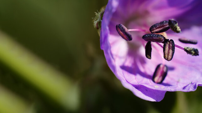 Macro view of purple flower stamens and pollen grains with botanical, close