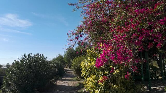 Sunny footpath winds beside vivid pink bougainvillea and green hedges under a clear sky.