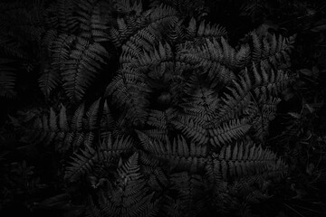 Black foliage texture  © avtk