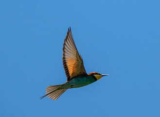 Fototapeta premium European bee-eater, bird, nature, animal, wildlife, blue, bee, bee-eater, colorful, green, branch, birds, beautiful, colourful, 