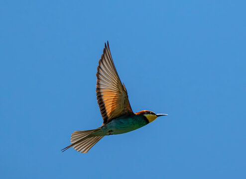 European bee-eater, bird, nature, animal, wildlife, blue, bee, bee-eater, colorful, green, branch, birds, beautiful, colourful, 