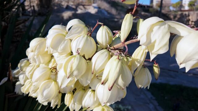 Cluster of creamy white yucca blossoms hangs delicately against a blurred mediterranean coastal backdrop.