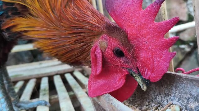 rooster, Gallus gallus domesticus, with red comb and wattle inside a farm cage