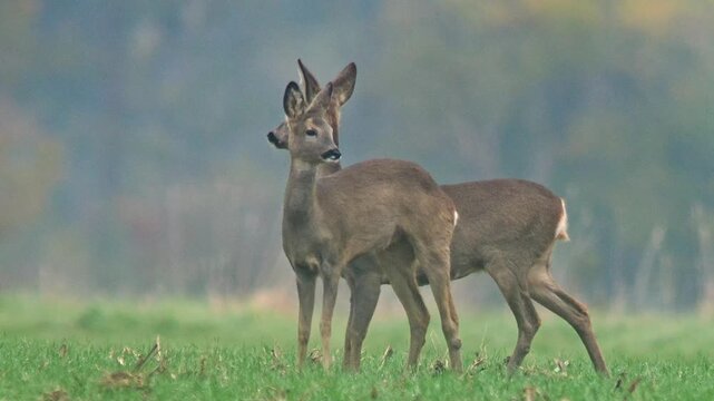 European Roe Deer Foraging in Agricultural Landscape at Morning Light, Autumn Wildlife 4K