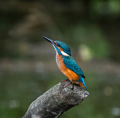 Common kingfisher, bird, kingfisher, nature, animal, wildlife, blue, bee, bee-eater, color, bird, nature, animal, wildlife, blue, bee, bee-eater, colorful, green, branch, birds, beautiful, colourful,  © Petr