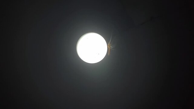 a dragonfly or Anisoptera, flying around the light bulb
