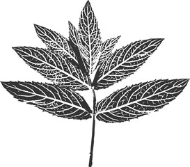 Peppermint sprig with leaves imprint, ink print of mint PNG © MarhaRyta