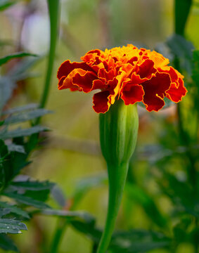 An isolated orange marigold portrait
