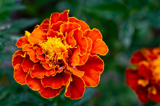 Isolated orange and yellow marigold flower with dark green blurred background